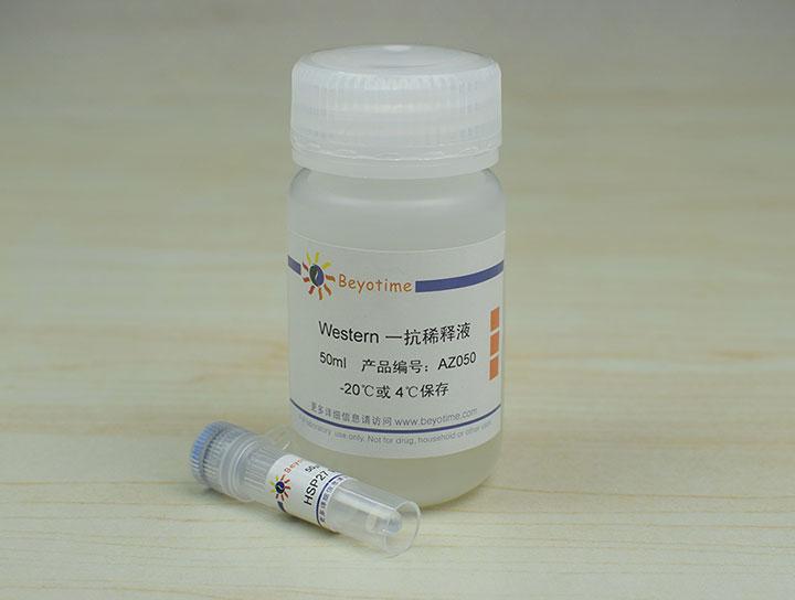 HSP27 Rabbit Polyclonal Antibody